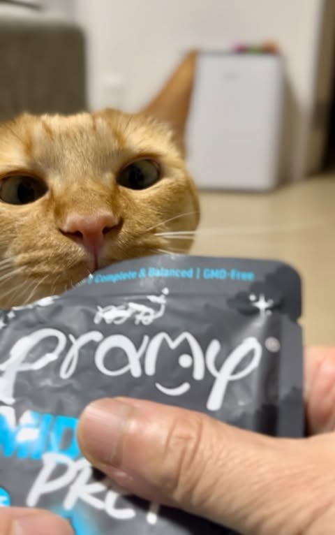 だいきちちゃん「あっという間にお皿ピカピカ完食」