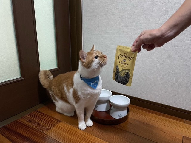 グーフィちゃん「味にうるさい愛猫がとても美味しそうに食べる姿に感動🥹」