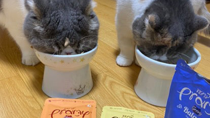 しらたまちゃん・ぼーろちゃん「黙々と美味しそうに食べていました😍🩷」