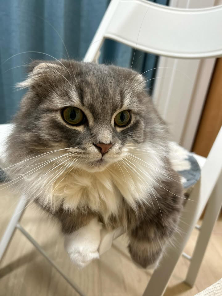 ニケちゃん「ものすごい食い付きでペロリと完食😻」