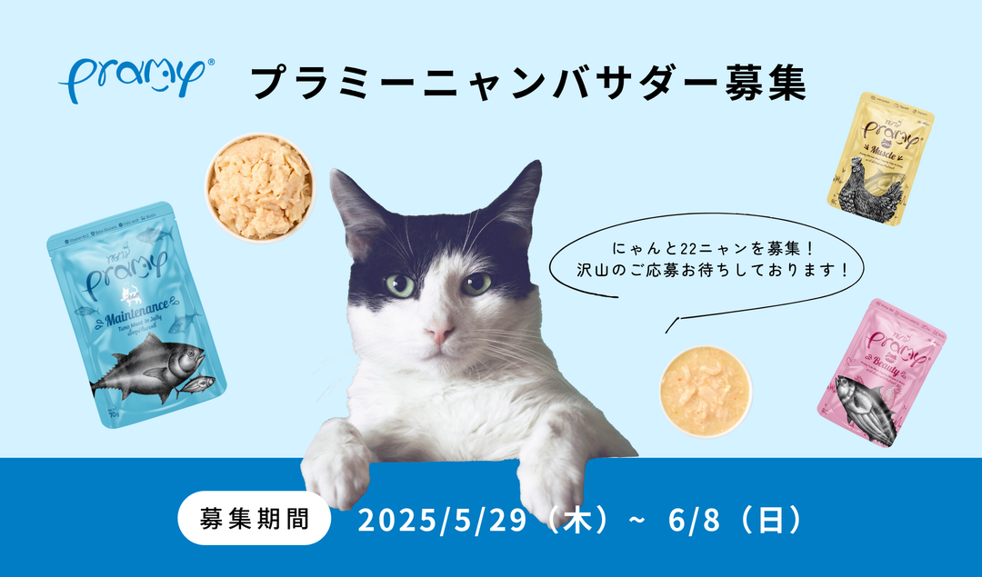 プラミー初代ニャンバサダー 22ニャン大募集！！