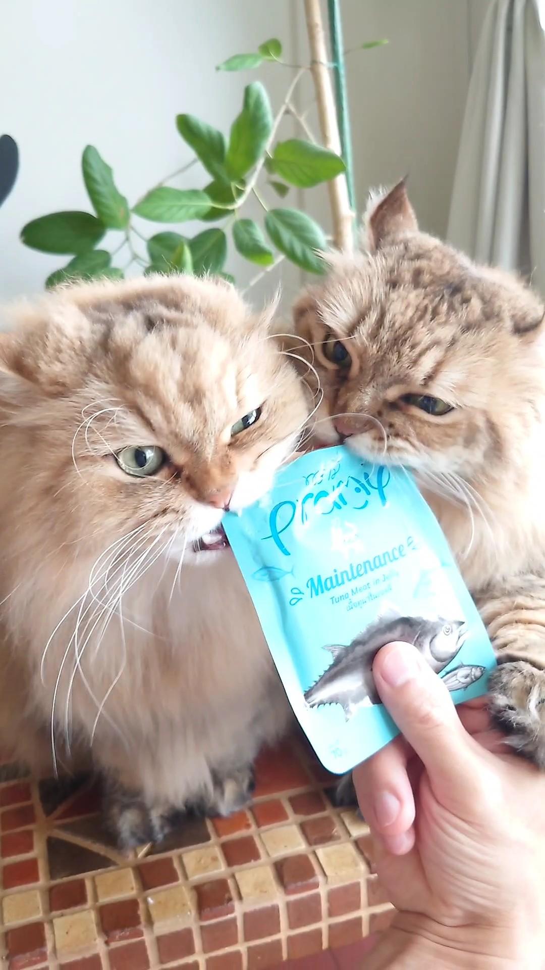 プラミーが我が家の救世主になった話